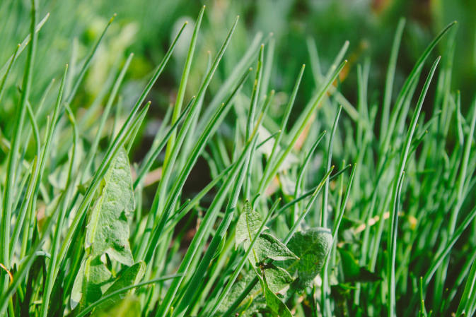 Chwasty dwuliścienne w trawie - jak je skutecznie zwalczyć?
