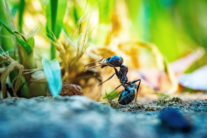 Co na mrówki w ogrodzie? Przewodnik po sprawdzonych metodach